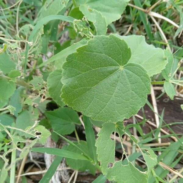 Abutilon mauritianum Ліст