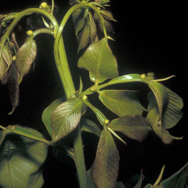 Inga pilosula Fruit