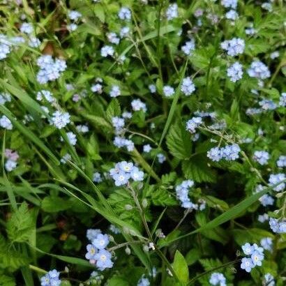 Myosotis stricta Õis