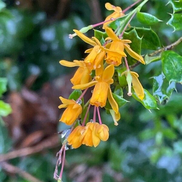 Berberis darwinii Kvet