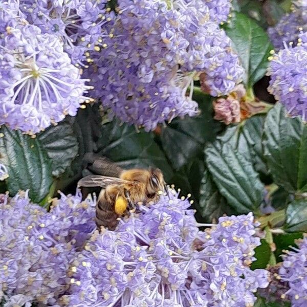 Ceanothus thyrsiflorus Flower