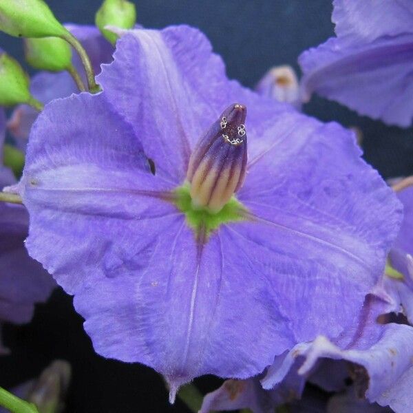 Solanum wendlandii Flower