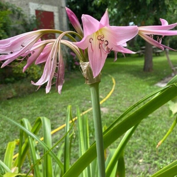 Crinum × powellii 花