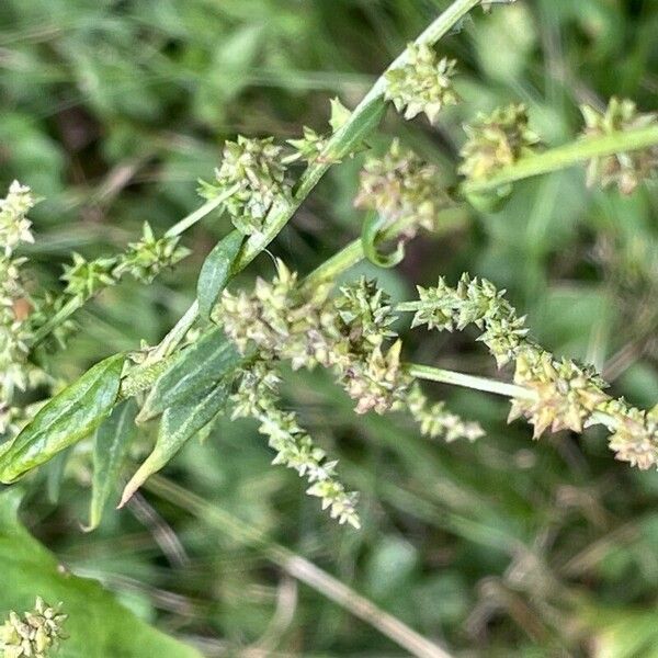 Atriplex patula Цвят