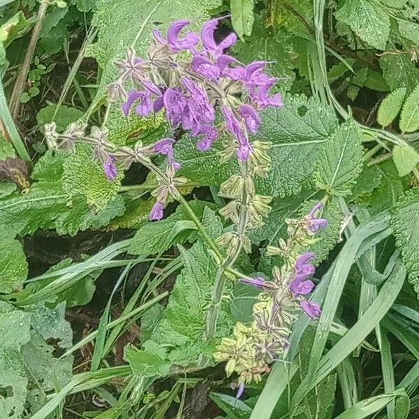 Salvia × sylvestris Кветка