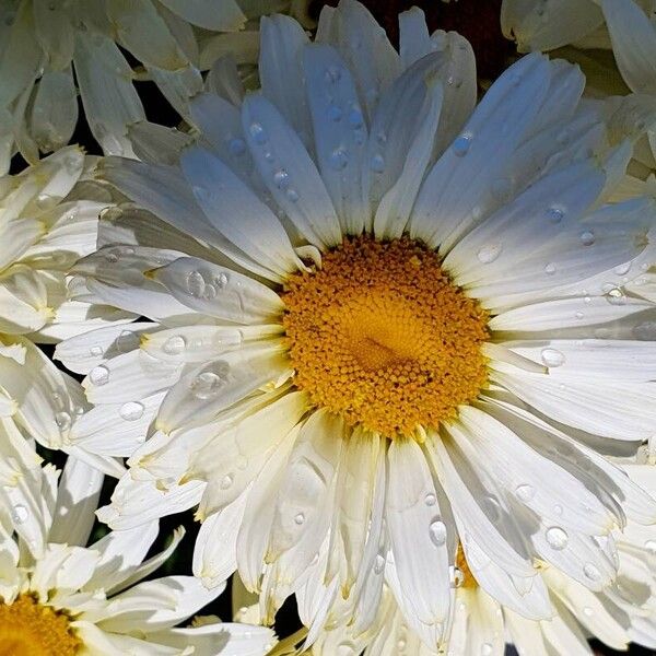 Leucanthemum maximum Цветок