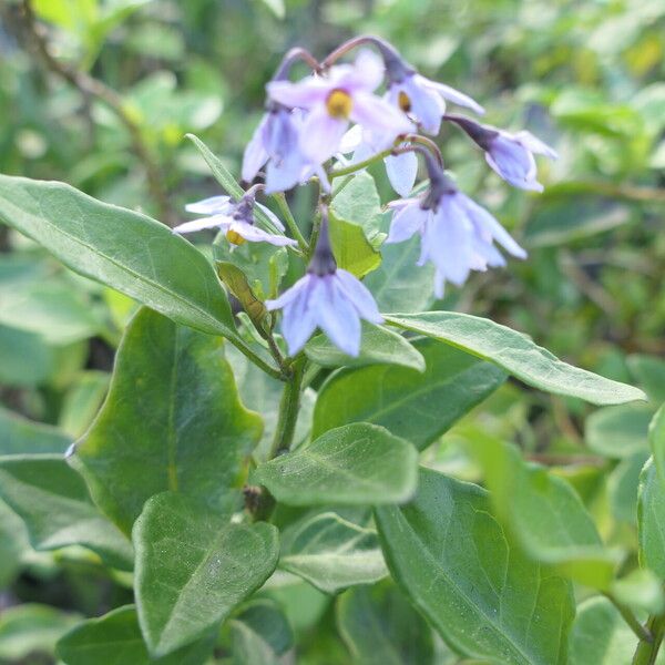 Solanum africanum