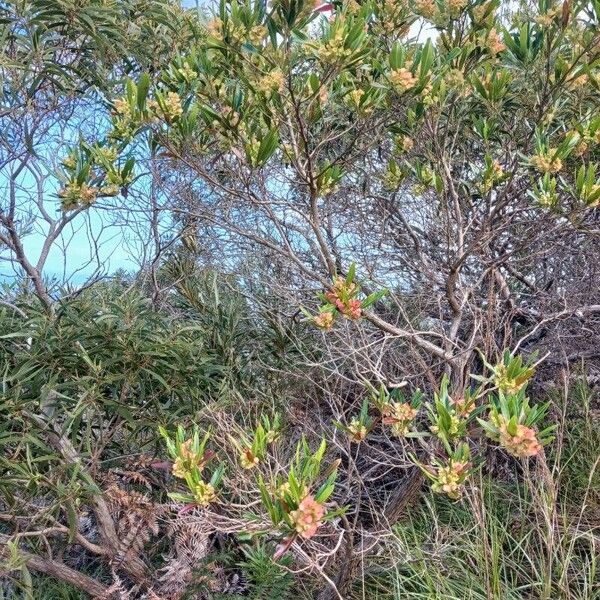 Dodonaea viscosa Hábito