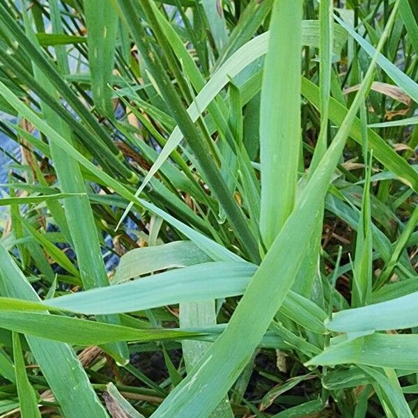 Phalaris arundinacea Feuille