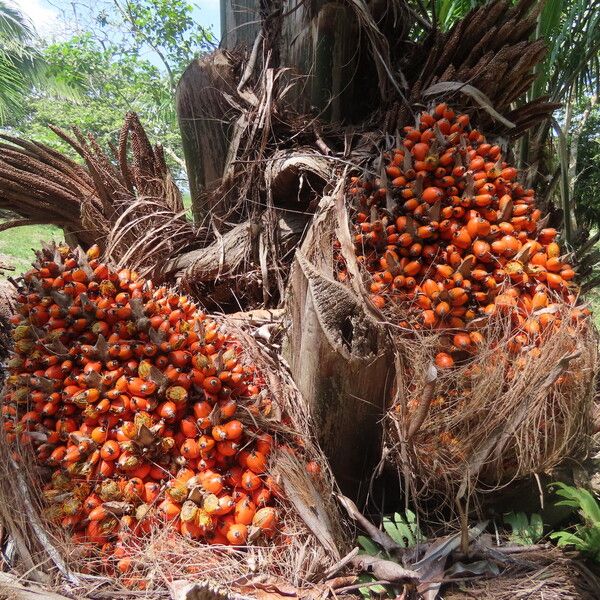 Elaeis oleifera Fruchs