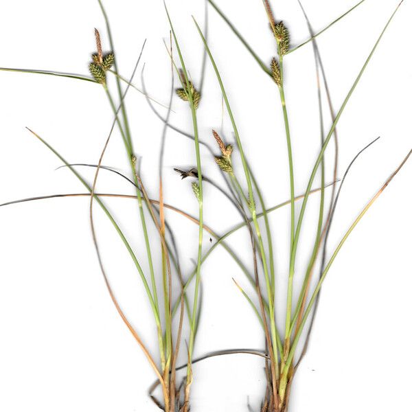 Carex extensa Leaf