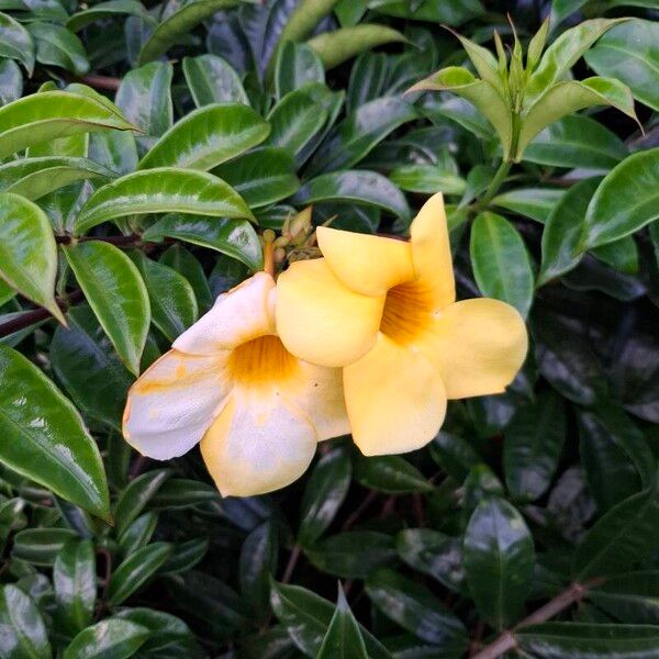 Allamanda cathartica ফুল