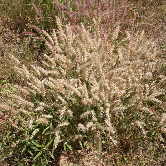 Pennisetum pedicellatum অভ্যাস