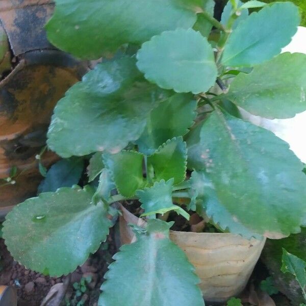 Bryophyllum pinnatum Leaf