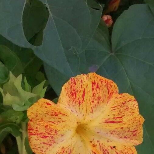 Mirabilis jalapa Kvet