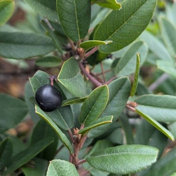 Frangula californica Fruit