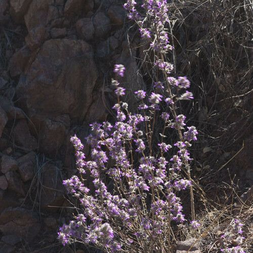 Dalea versicolor Hábito