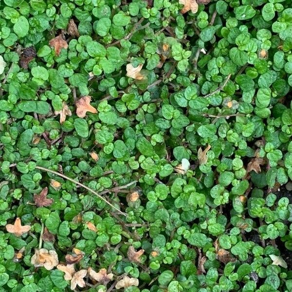 Soleirolia soleirolii Leaf