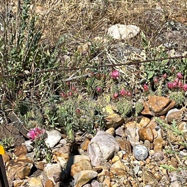 Opuntia polyacantha Цветок