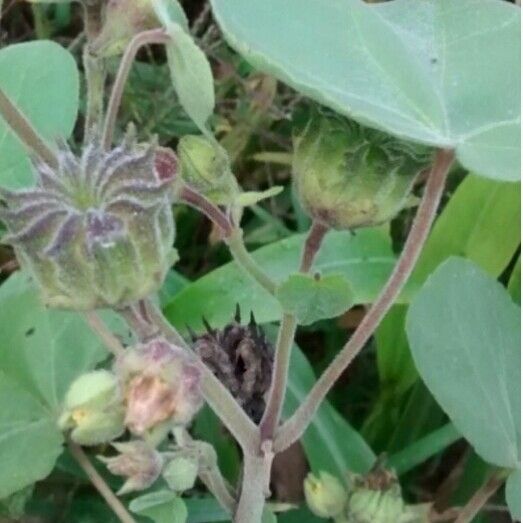 Abutilon theophrasti Ffrwyth