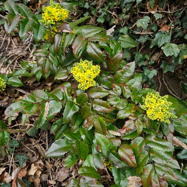 Berberis repens Hàbitat