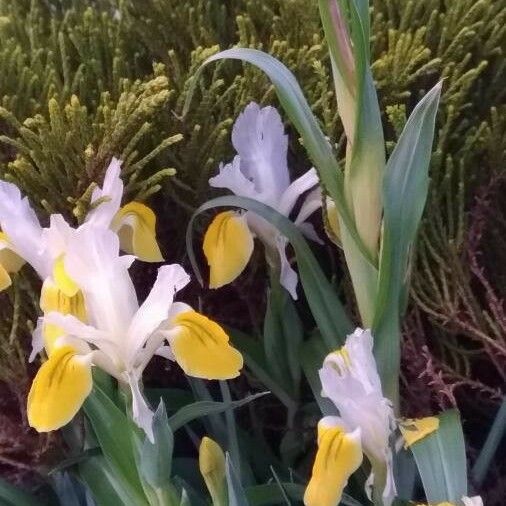 Iris albicans Leaf