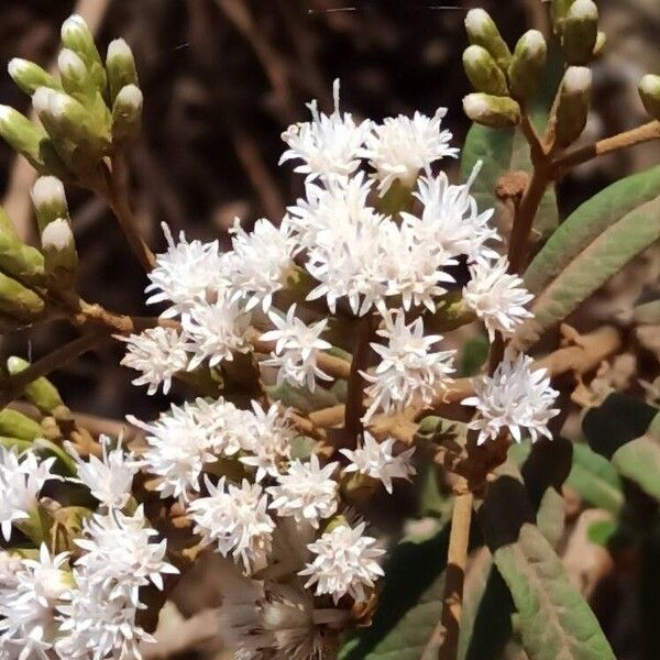 Vernonia polyantha Λουλούδι