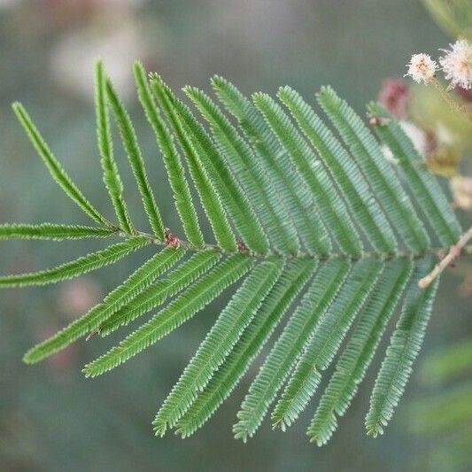 Acacia mearnsii Annet