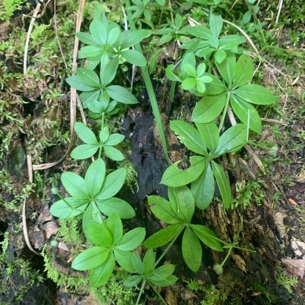 Galium triflorum Folio