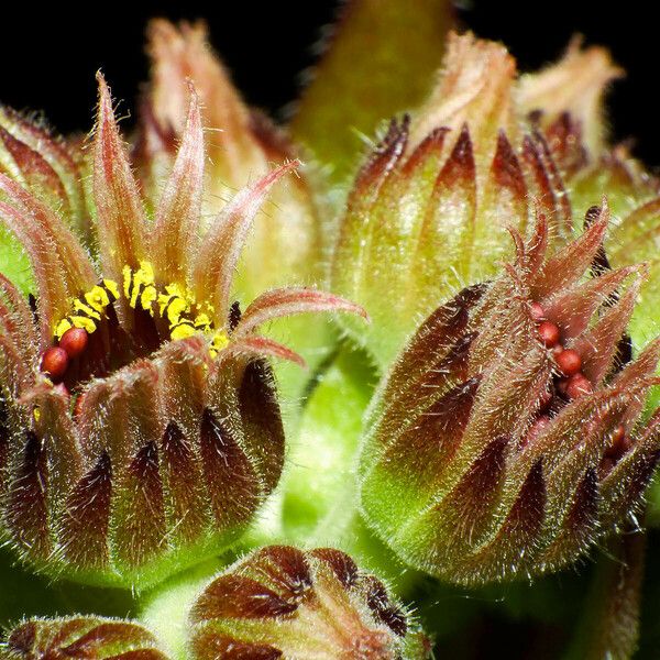 Sempervivum montanum 花