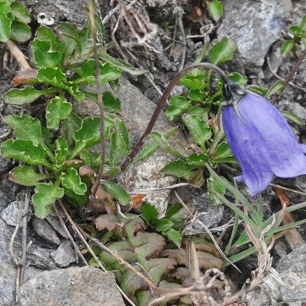 Campanula cochleariifolia ശീലം