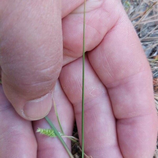 Stipellula capensis Blad