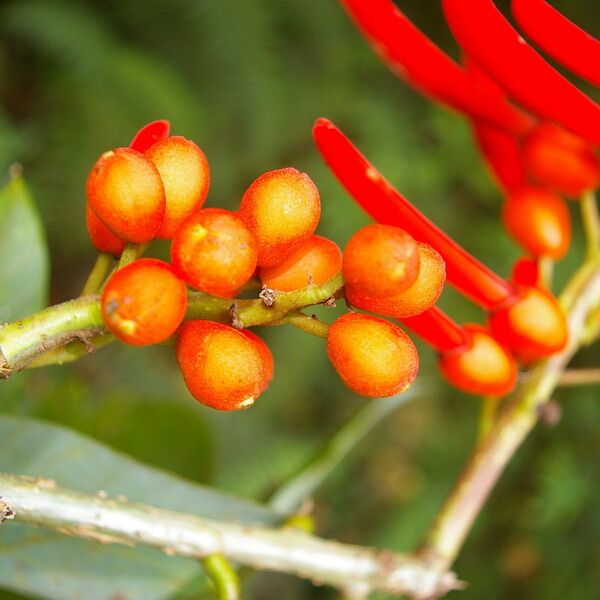 Erythrina globocalyx Plod