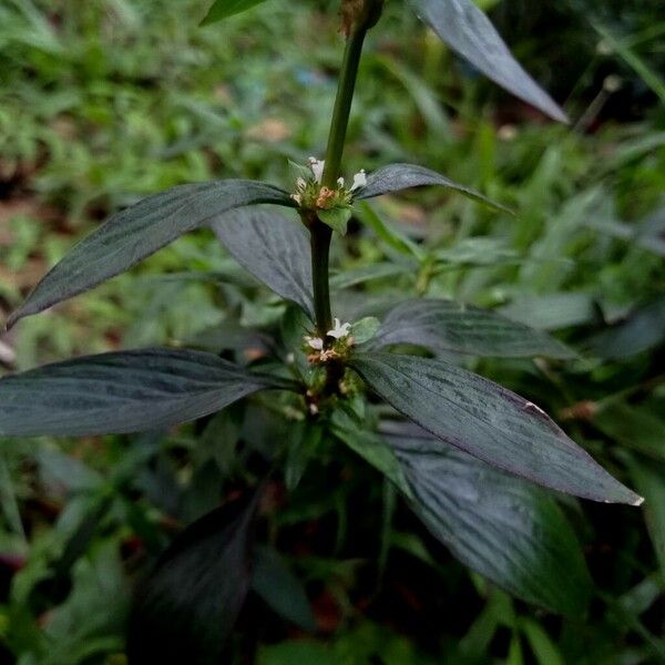 Spermacoce remota Blüte