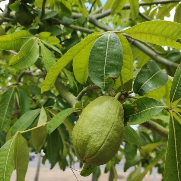 Pachira glabra Fruit