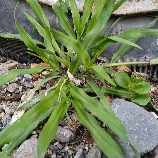 Paspalum fimbriatum Leaf