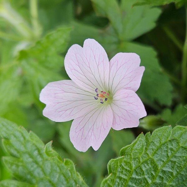 Geranium endressii Кветка