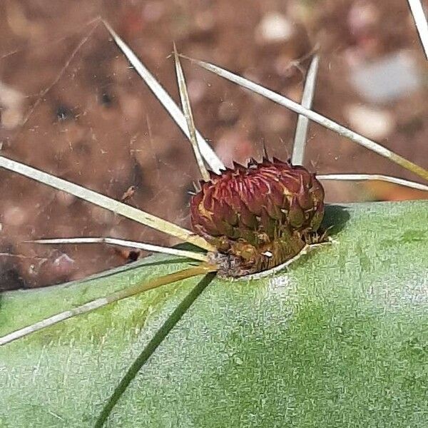 Opuntia engelmannii Flower