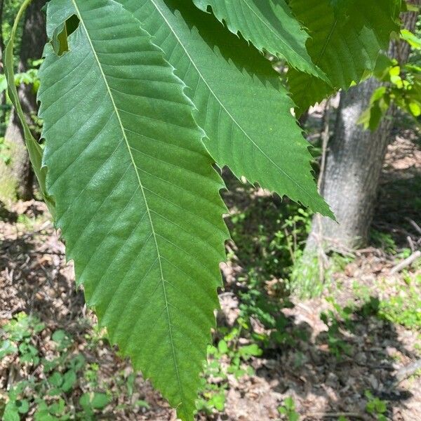 Castanea sativa Hostoa