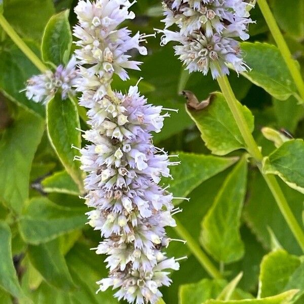 Agastache foeniculum Blomst