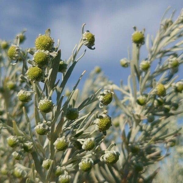 Artemisia arborescens Flors