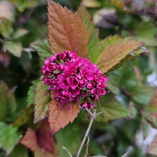 Spiraea japonica Virág