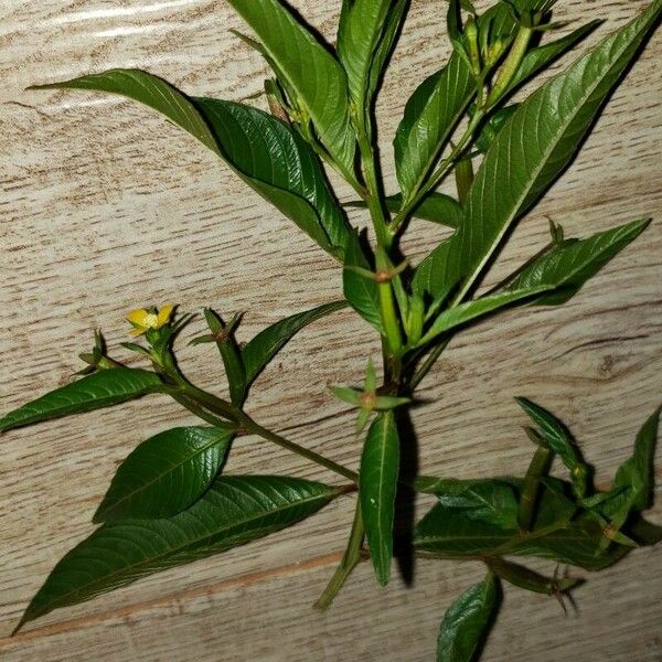 Ludwigia erecta Leaf
