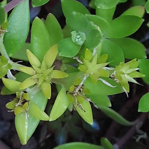 Sedum sarmentosum പുഷ്പം