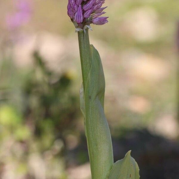 Orchis italica Характер