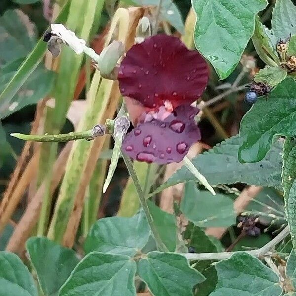 Macroptilium atropurpureum Flower