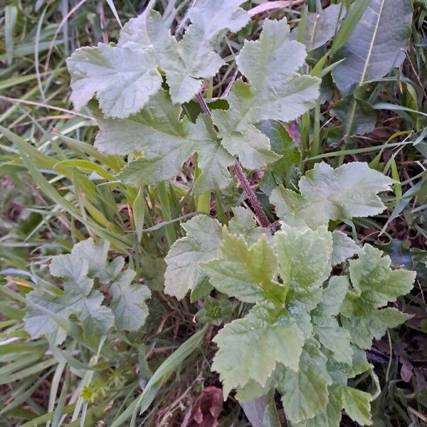 Heracleum sphondylium Leaf