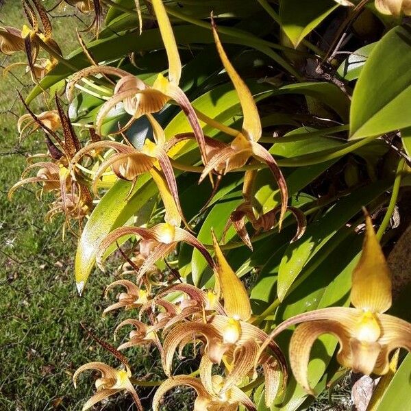 Bulbophyllum lobbii Flower