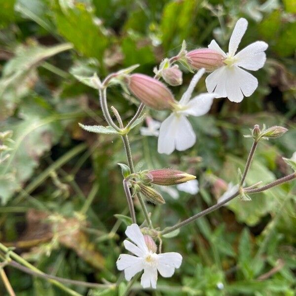 Silene dichotoma Flower