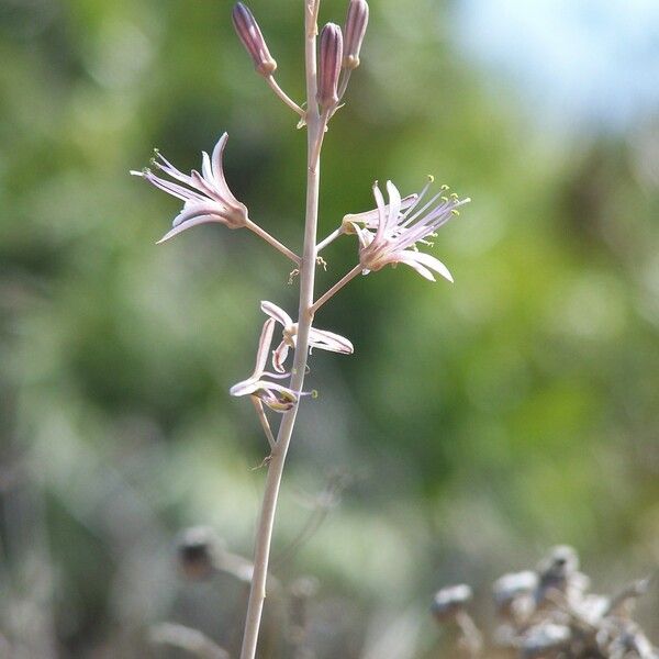 Ledebouria undulata Floro
